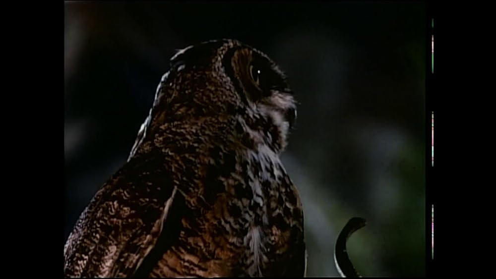 ガーディアン／森は泣いているの画像