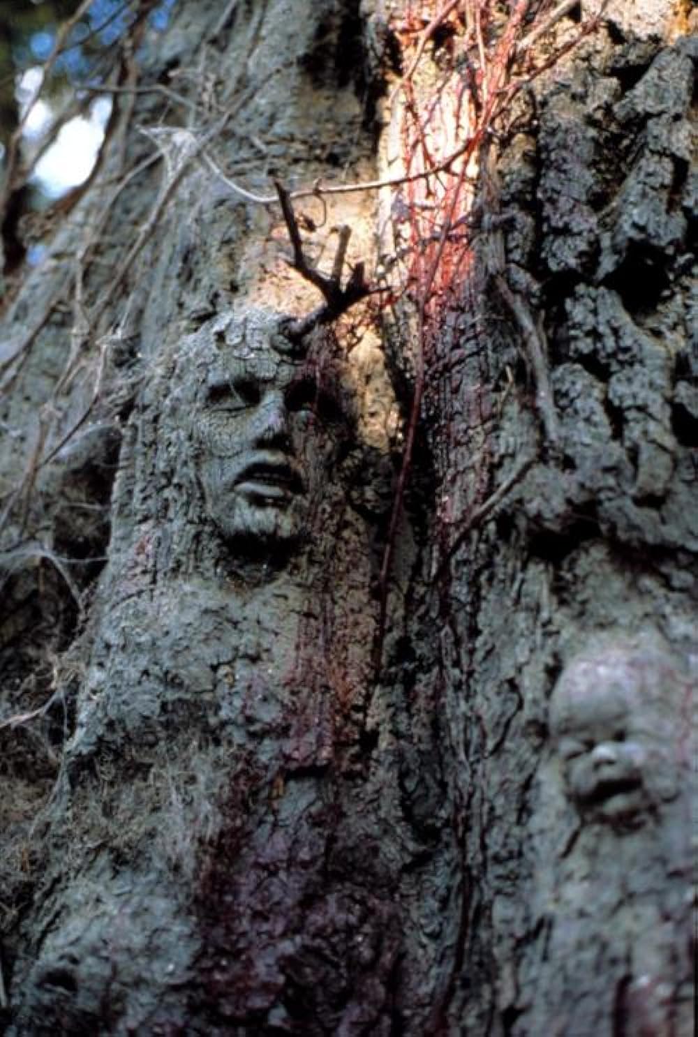 ガーディアン／森は泣いているの画像