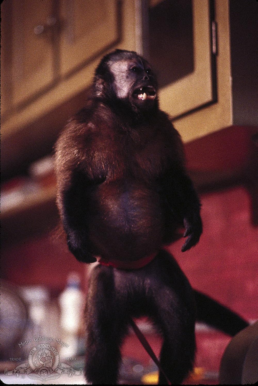 モンキー・シャインの画像