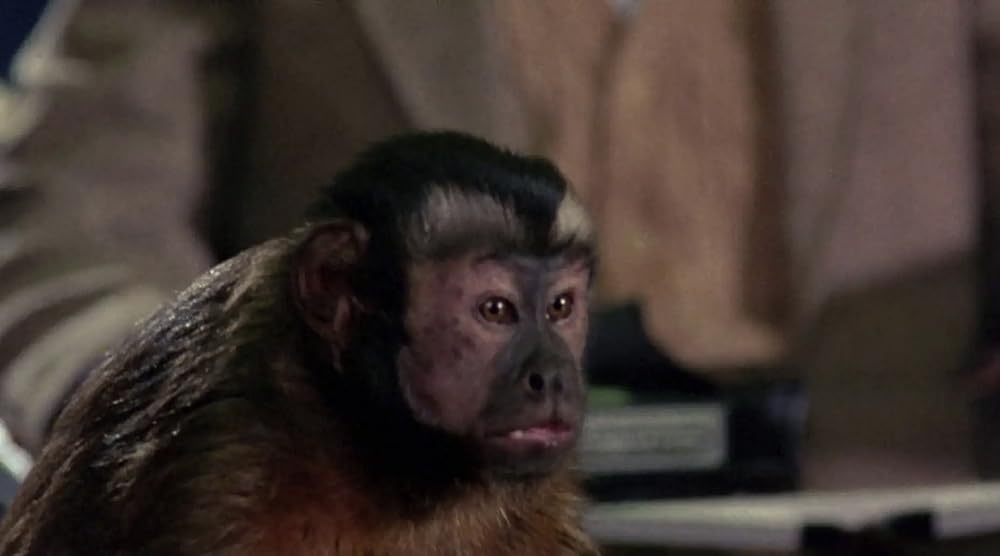 モンキー・シャインの画像