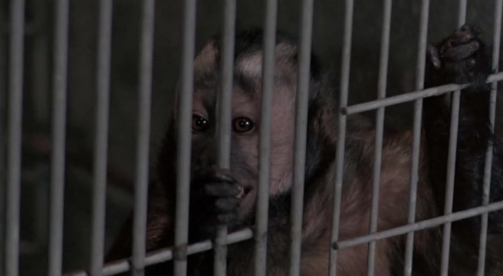 モンキー・シャインの画像