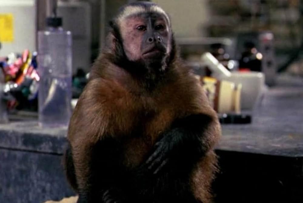 モンキー・シャインの画像