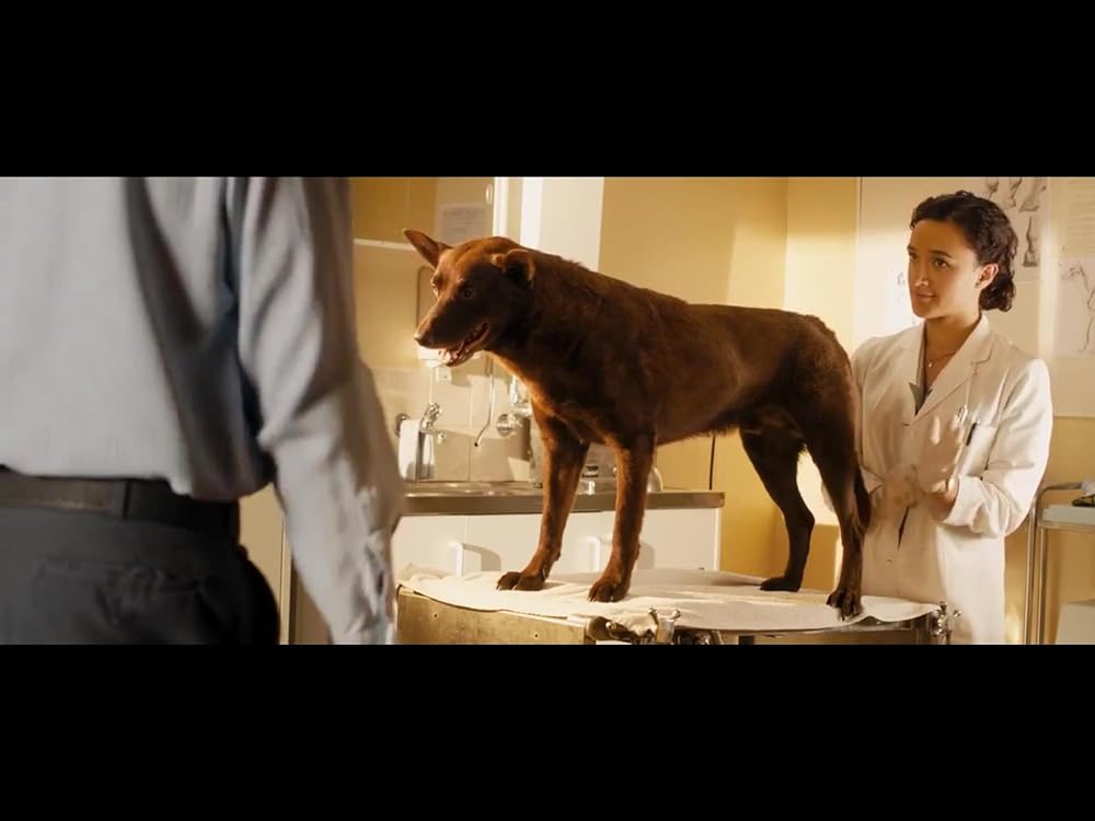 Red dog（原題）の画像