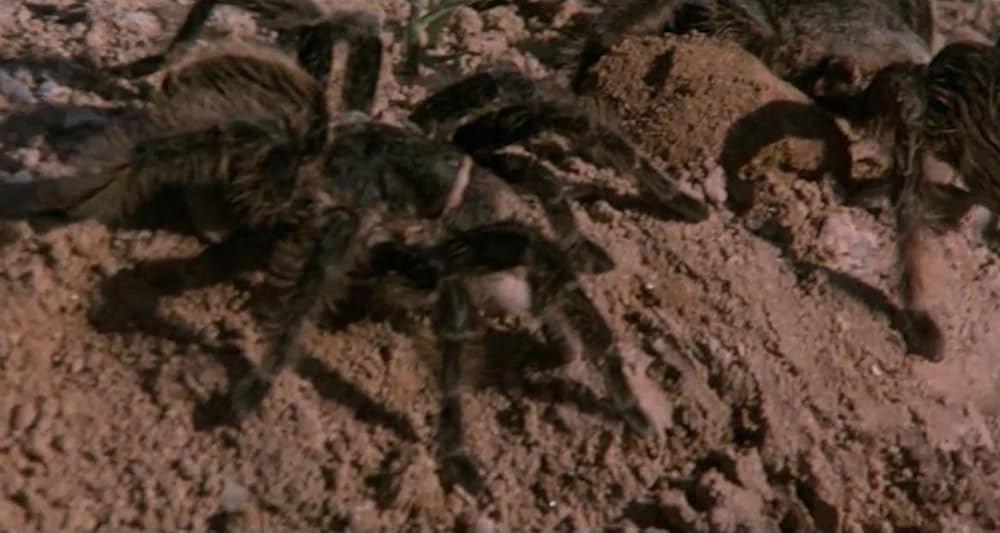 巨大クモ軍団の襲撃の画像