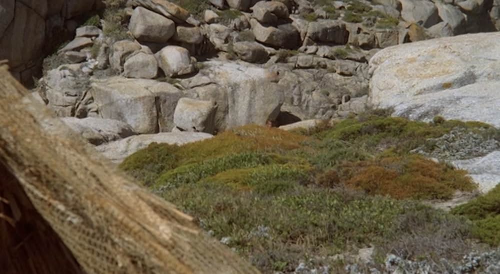 ラスト・ウォリアー／最後のサムライの画像