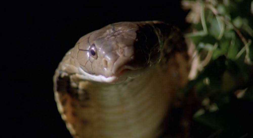 ラスト・ウォリアー／最後のサムライの画像