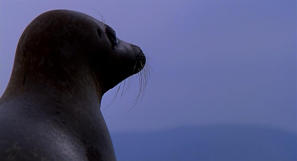 「フィオナの海」の画像