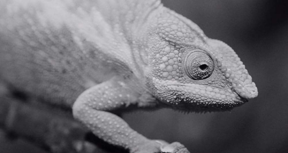 ELECTRIC DRAGON 80000Vの画像