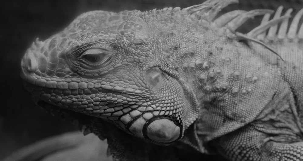 ELECTRIC DRAGON 80000Vの画像