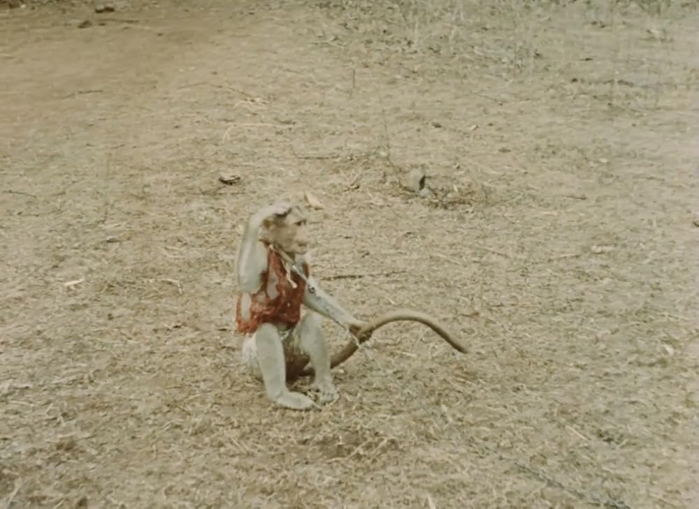 インディアの画像