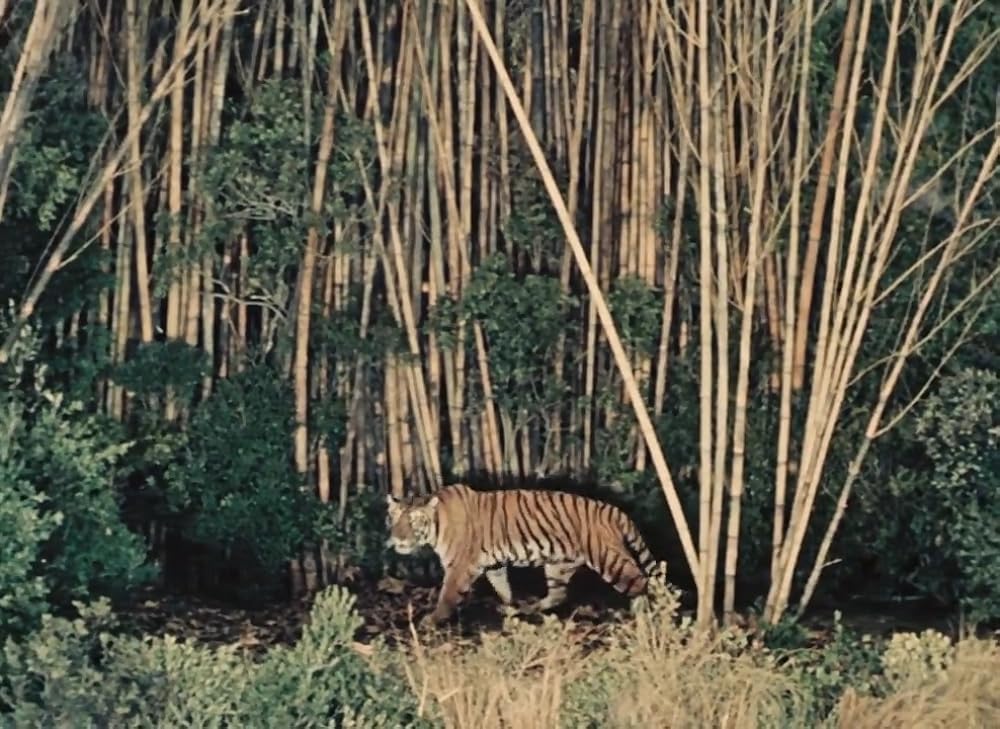 インディアの画像