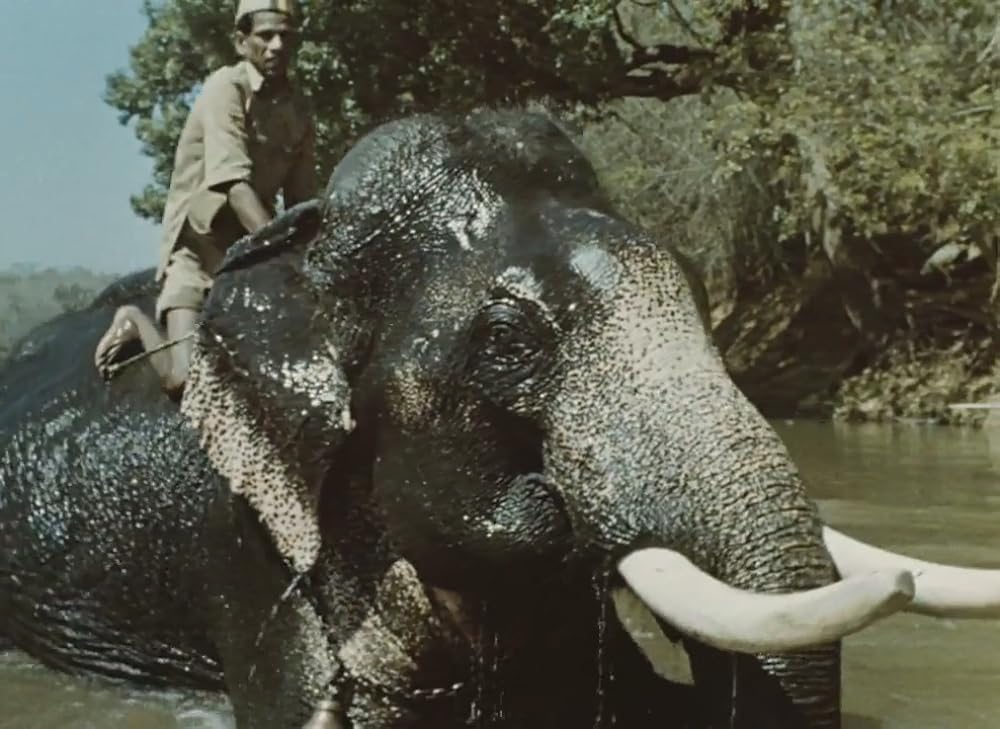 インディアの画像