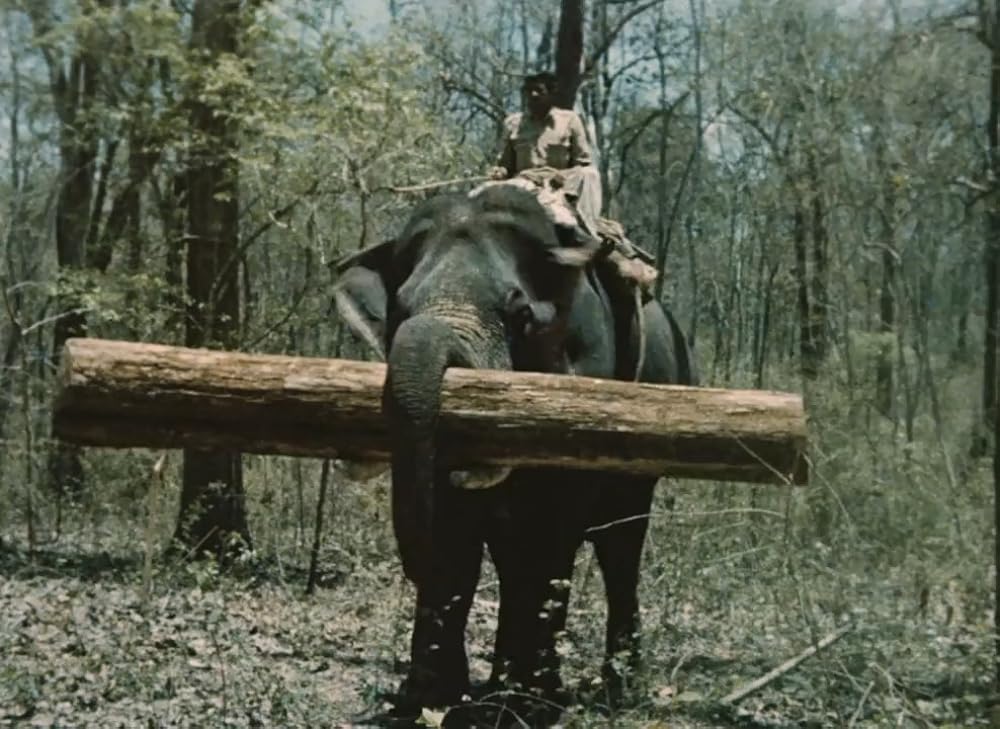 インディアの画像