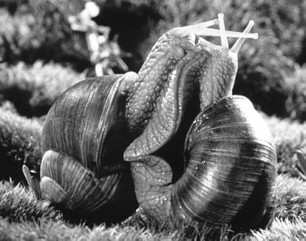 ミクロコスモスの画像