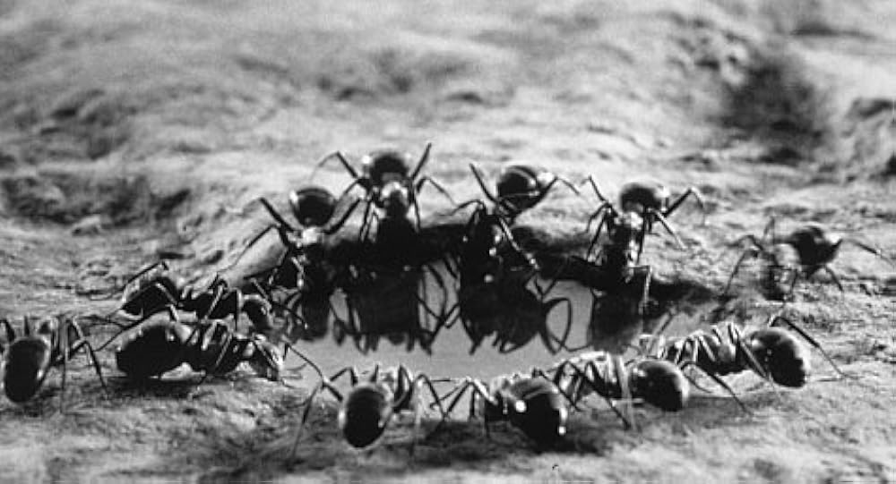 ミクロコスモスの画像