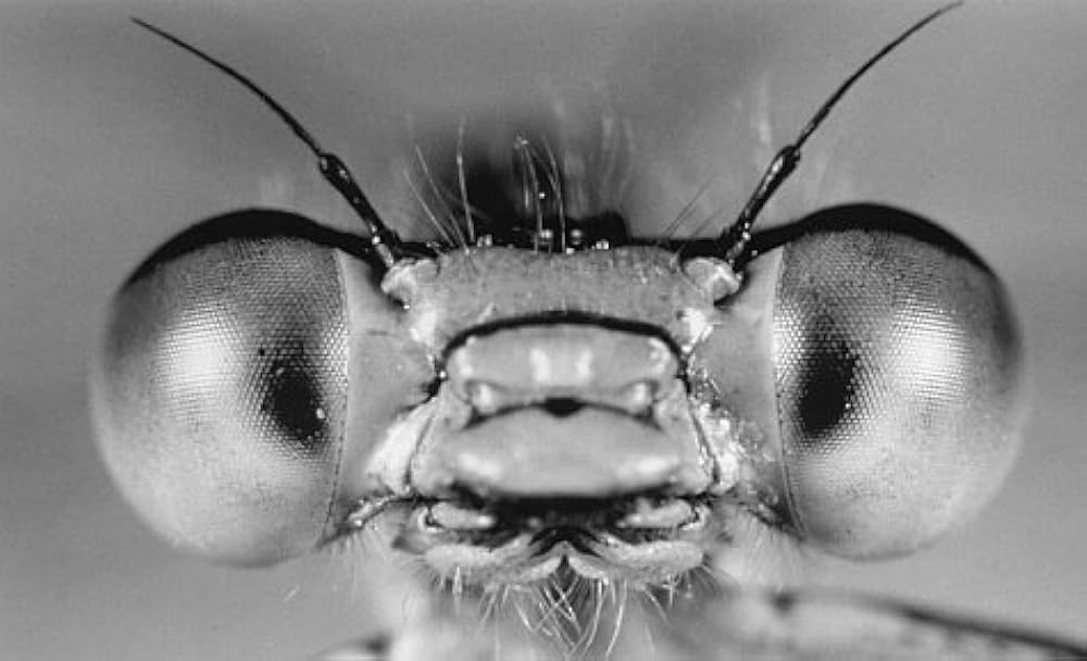 ミクロコスモスの画像