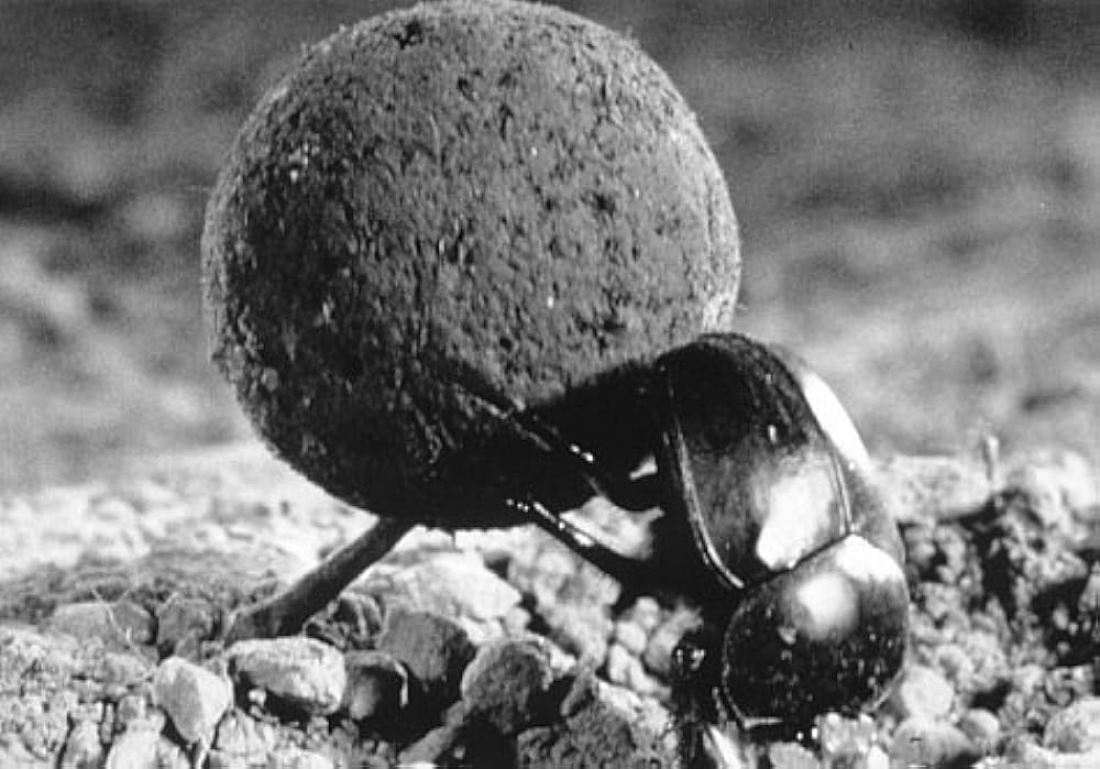 ミクロコスモスの画像