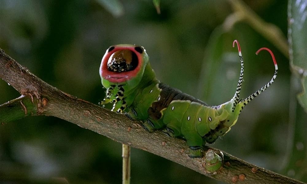 ミクロコスモスの画像