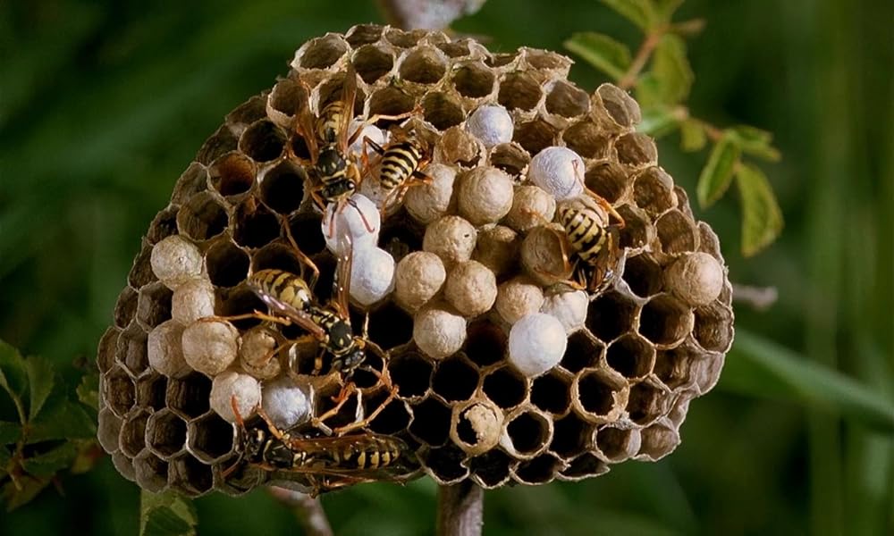 ミクロコスモスの画像