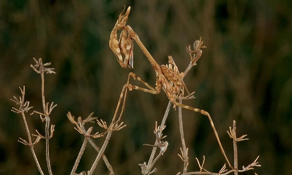 ミクロコスモスの画像
