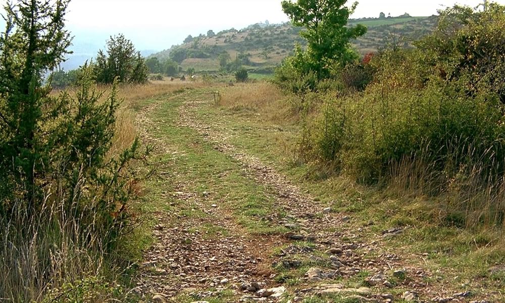 ミクロコスモスの画像