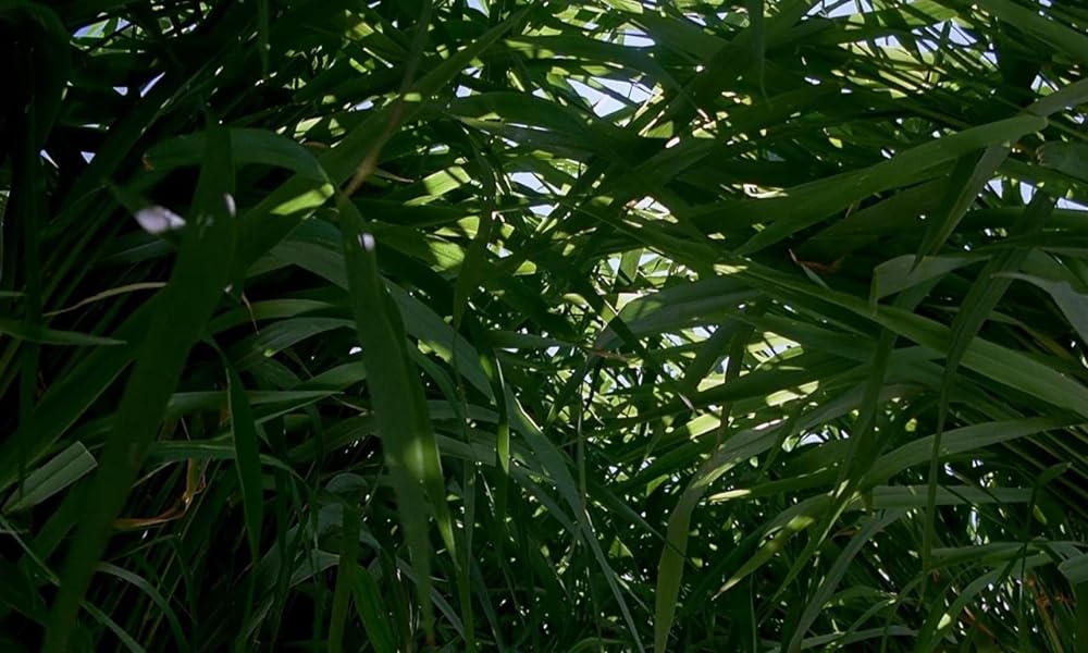 ミクロコスモスの画像