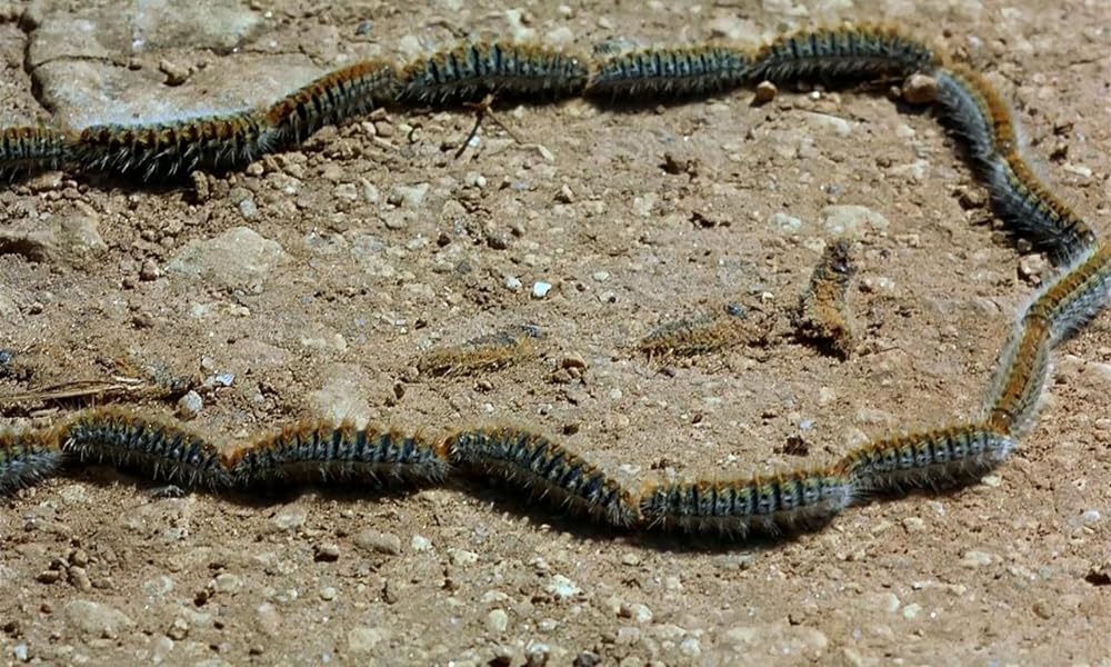 ミクロコスモスの画像