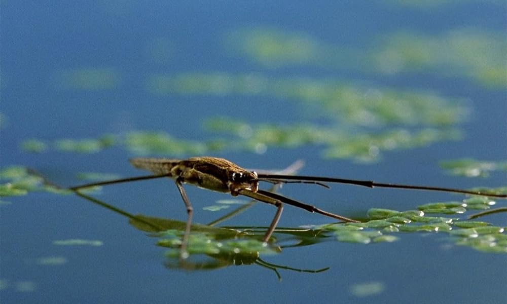ミクロコスモスの画像