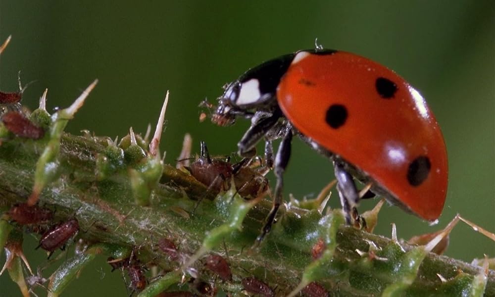 ミクロコスモスの画像