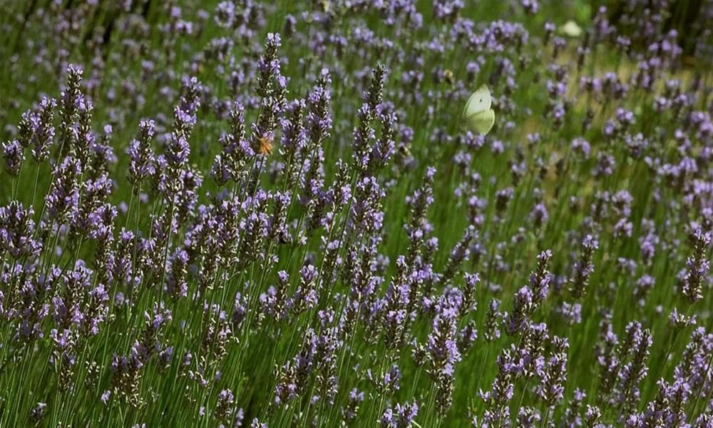 ミクロコスモスの画像