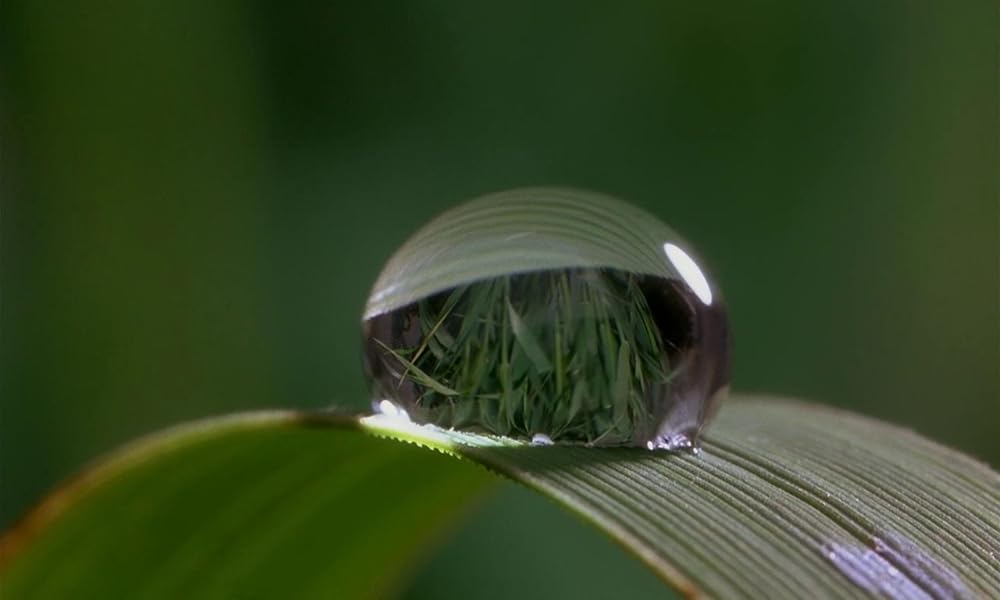 ミクロコスモスの画像