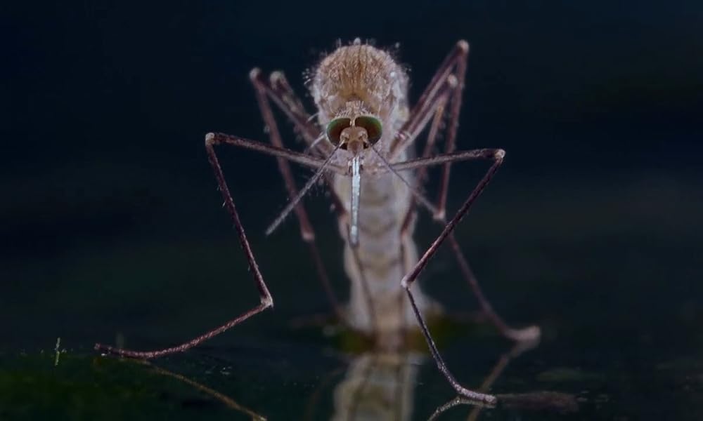 ミクロコスモスの画像