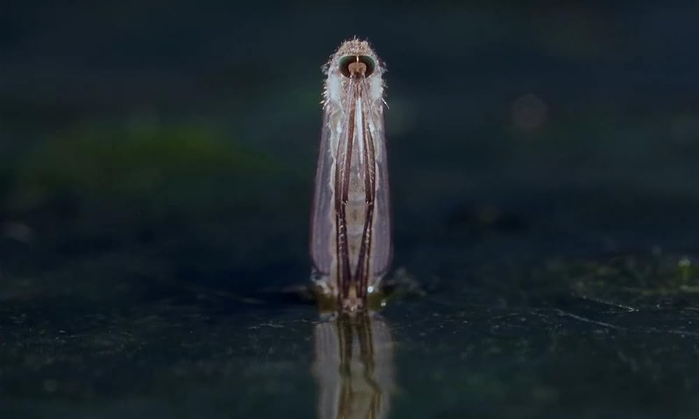 ミクロコスモスの画像