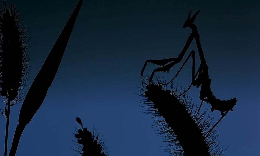 ミクロコスモスの画像