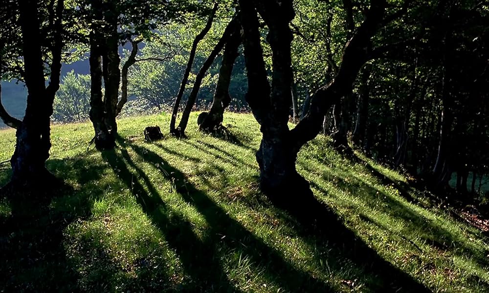 ミクロコスモスの画像