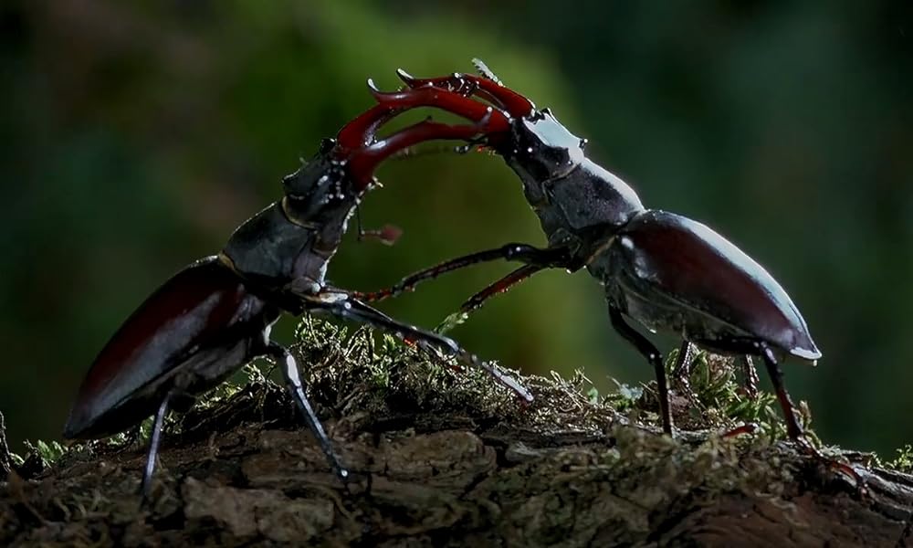 ミクロコスモスの画像