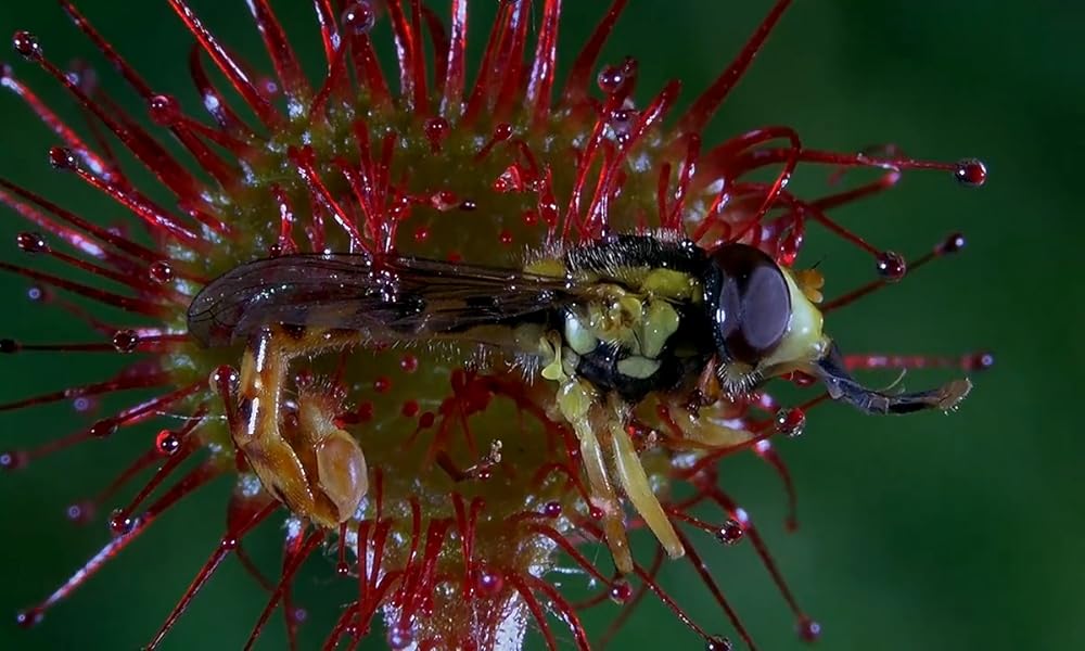 ミクロコスモスの画像
