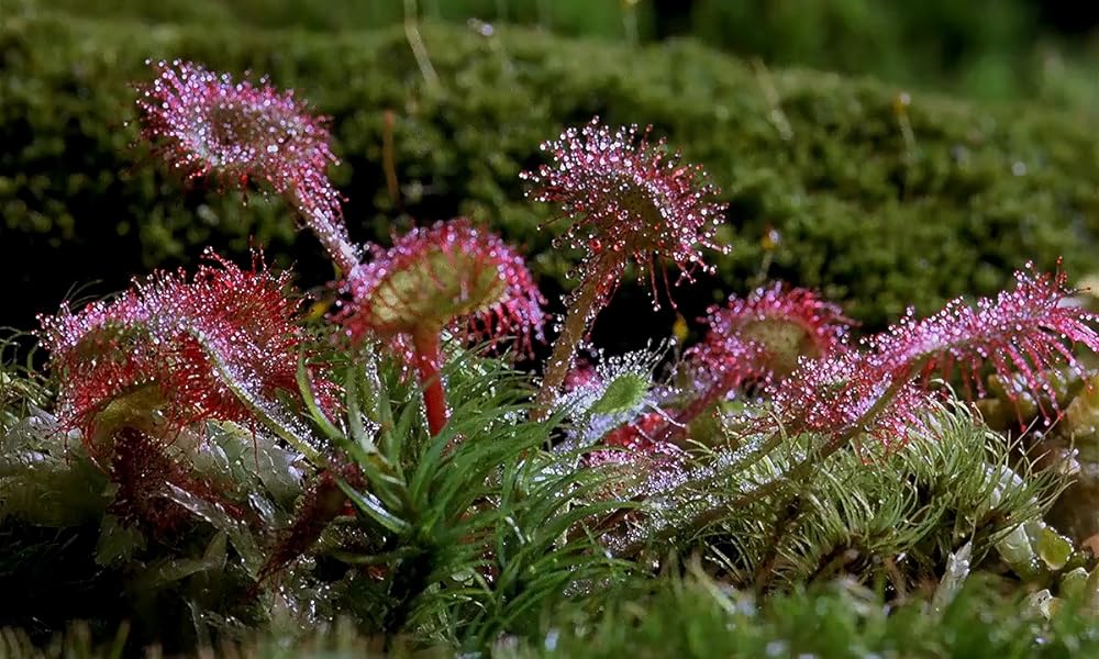 ミクロコスモスの画像