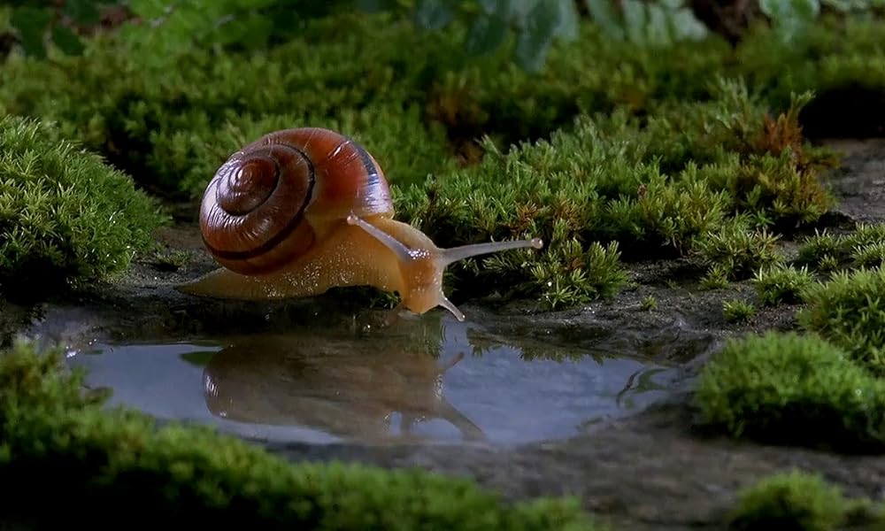 ミクロコスモスの画像