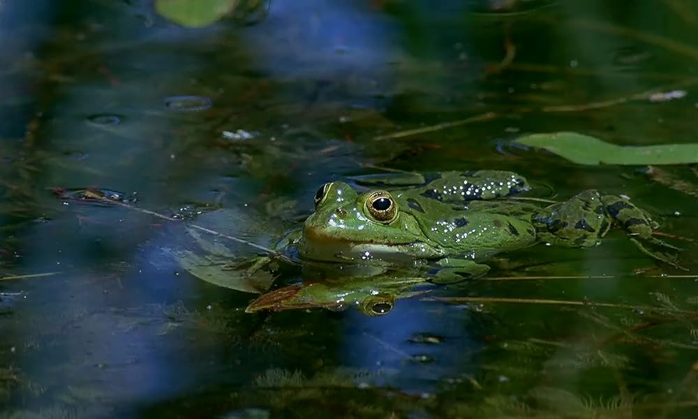 ミクロコスモスの画像