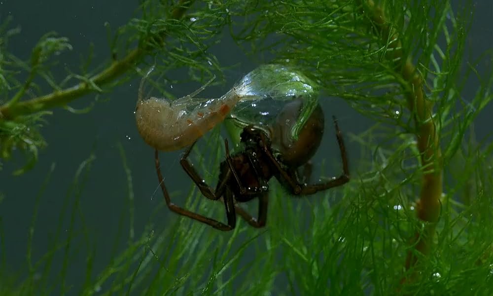 ミクロコスモスの画像