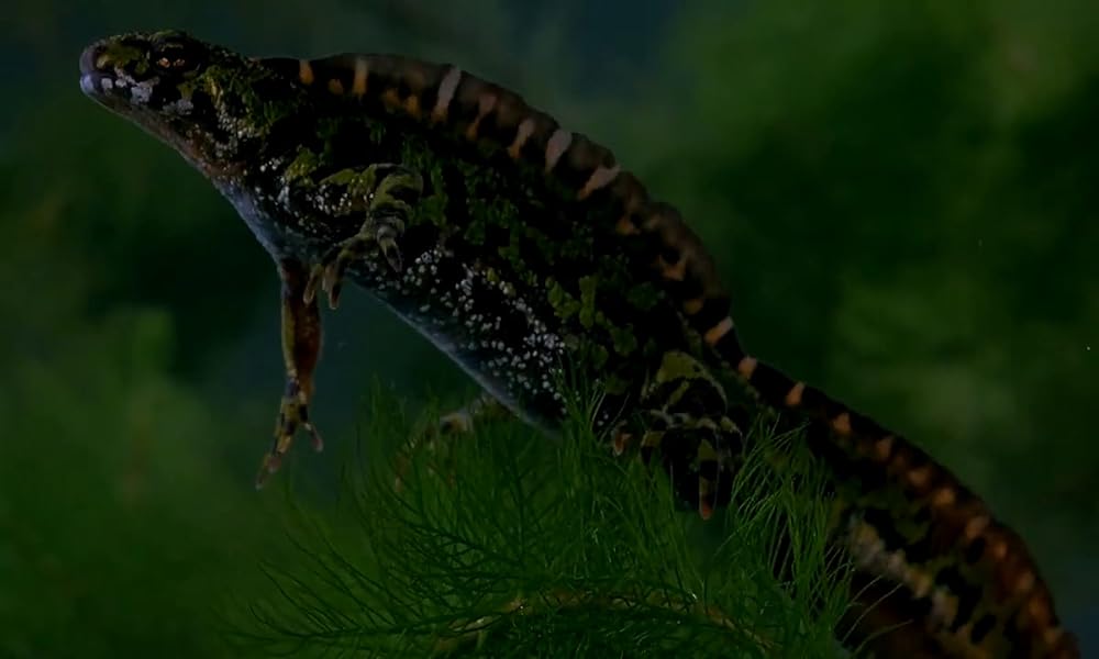 ミクロコスモスの画像