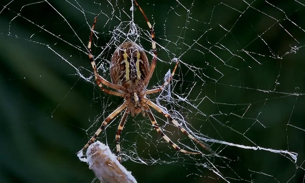 ミクロコスモスの画像