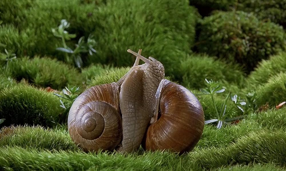 ミクロコスモスの画像