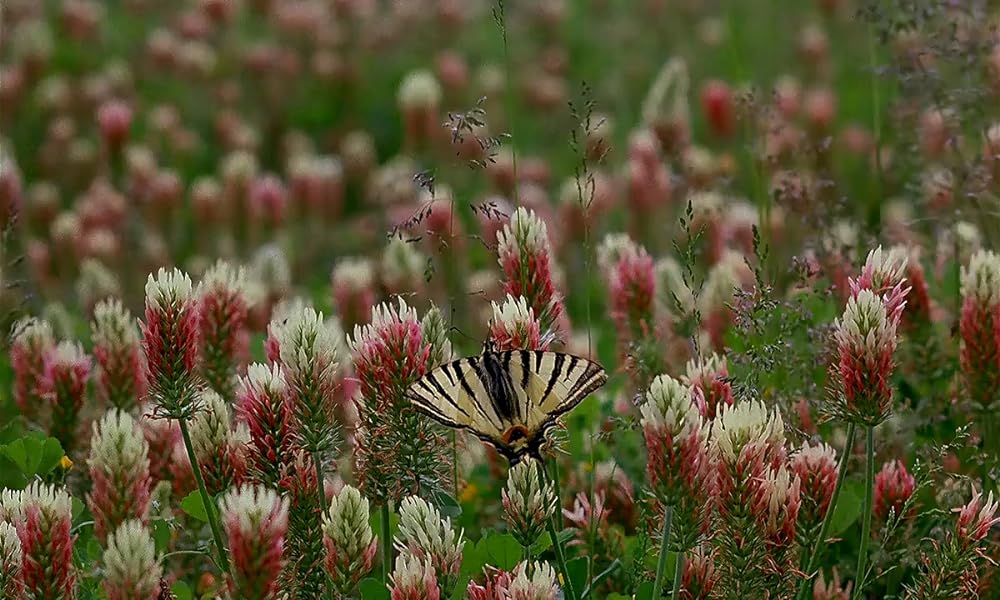 ミクロコスモスの画像