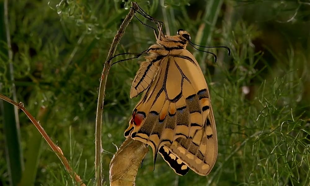 ミクロコスモスの画像