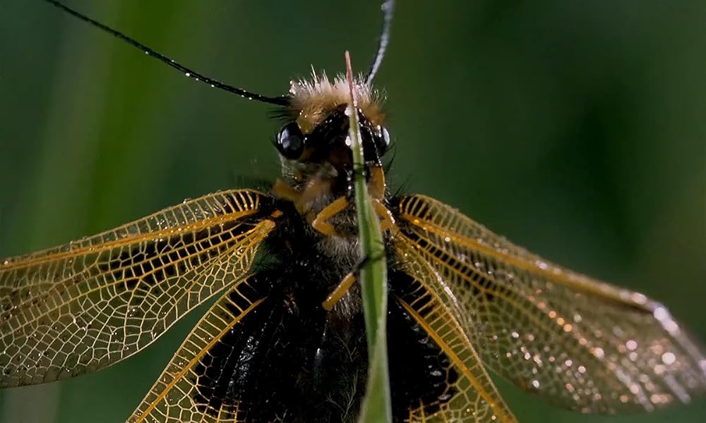 ミクロコスモスの画像