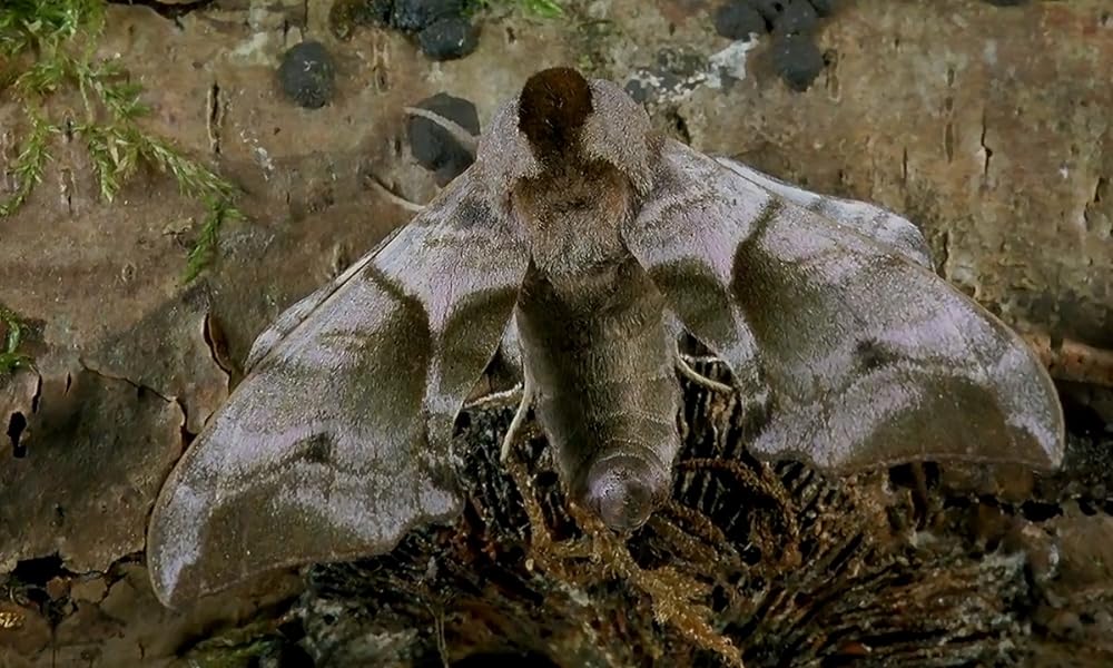 ミクロコスモスの画像