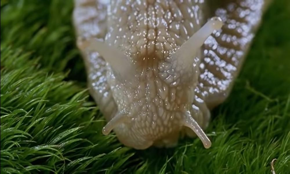 ミクロコスモスの画像