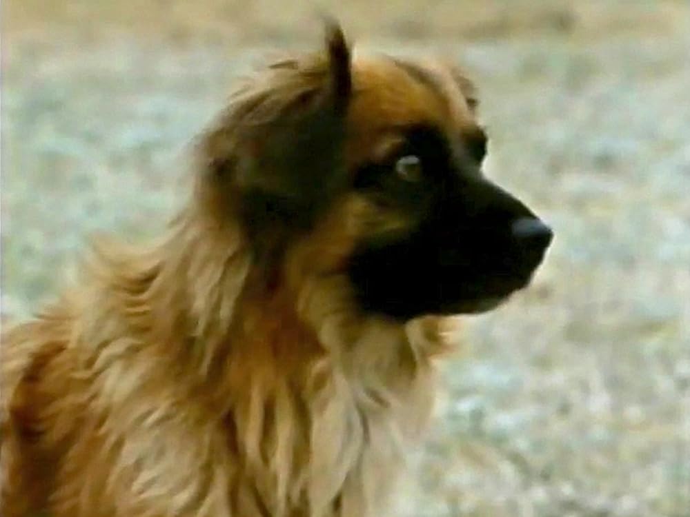 ハンボーンの画像